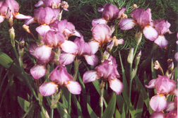 Rosemarys Dream
